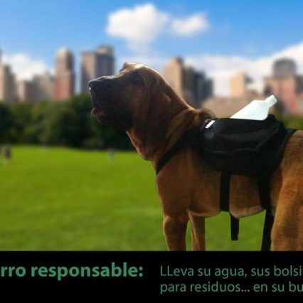 Dog BackPack