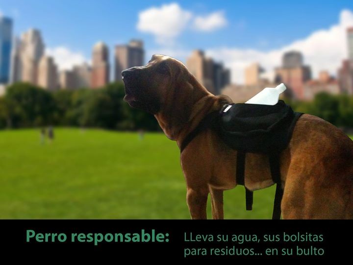 Dog BackPack