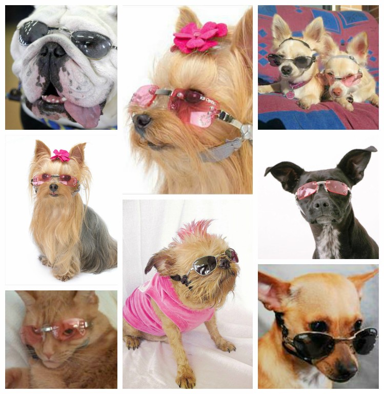Anteojos para mascota K9 Optix Doggles