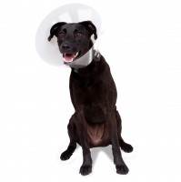 Collares desechable para Mascota Betsy20 Bt 520