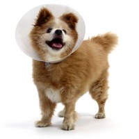 Collares desechable para Mascota Betsy 40 Bt 840