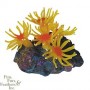 Matas Colonial Anemone