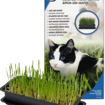 Zacate para gato