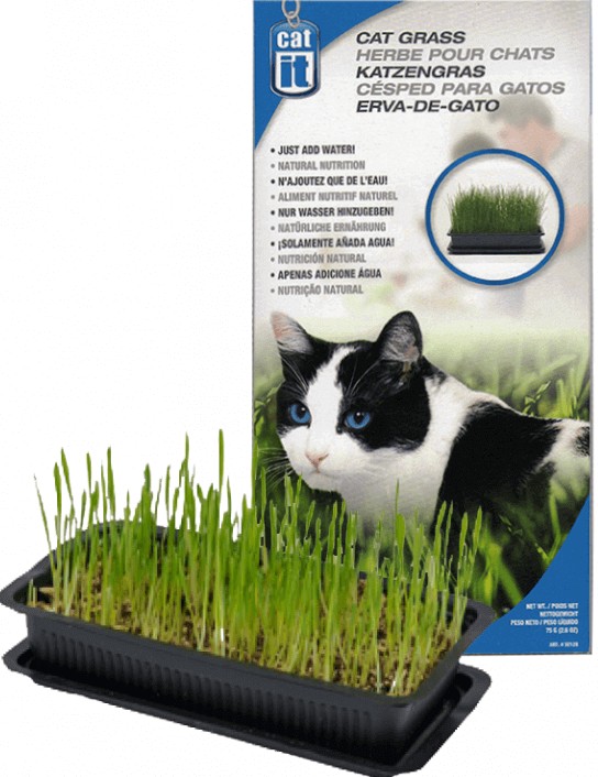Zacate para gato