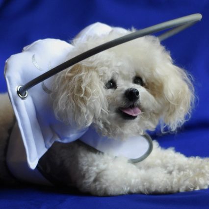 Guía de Halo para los perros ciegos