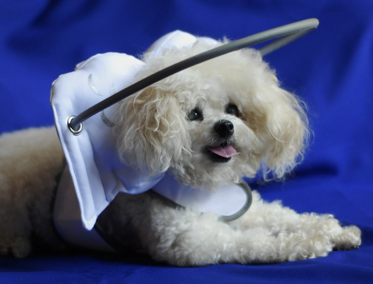 Guía de Halo para los perros ciegos