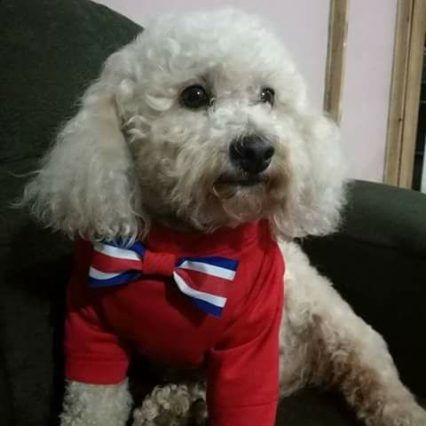Camisa con lazo Costa Rica