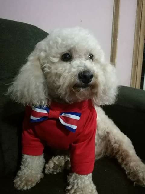 Camisa con lazo Costa Rica