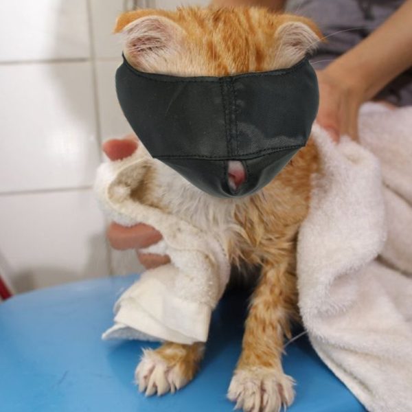 Bozal para gato nylon