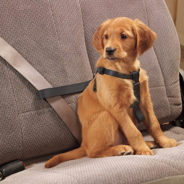 Extension de Cinturon para mascota
