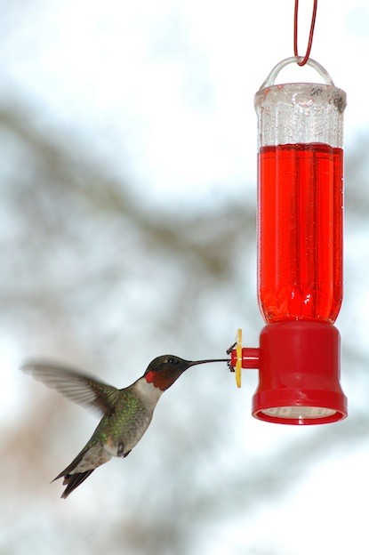 Comedero Colibri 68ml