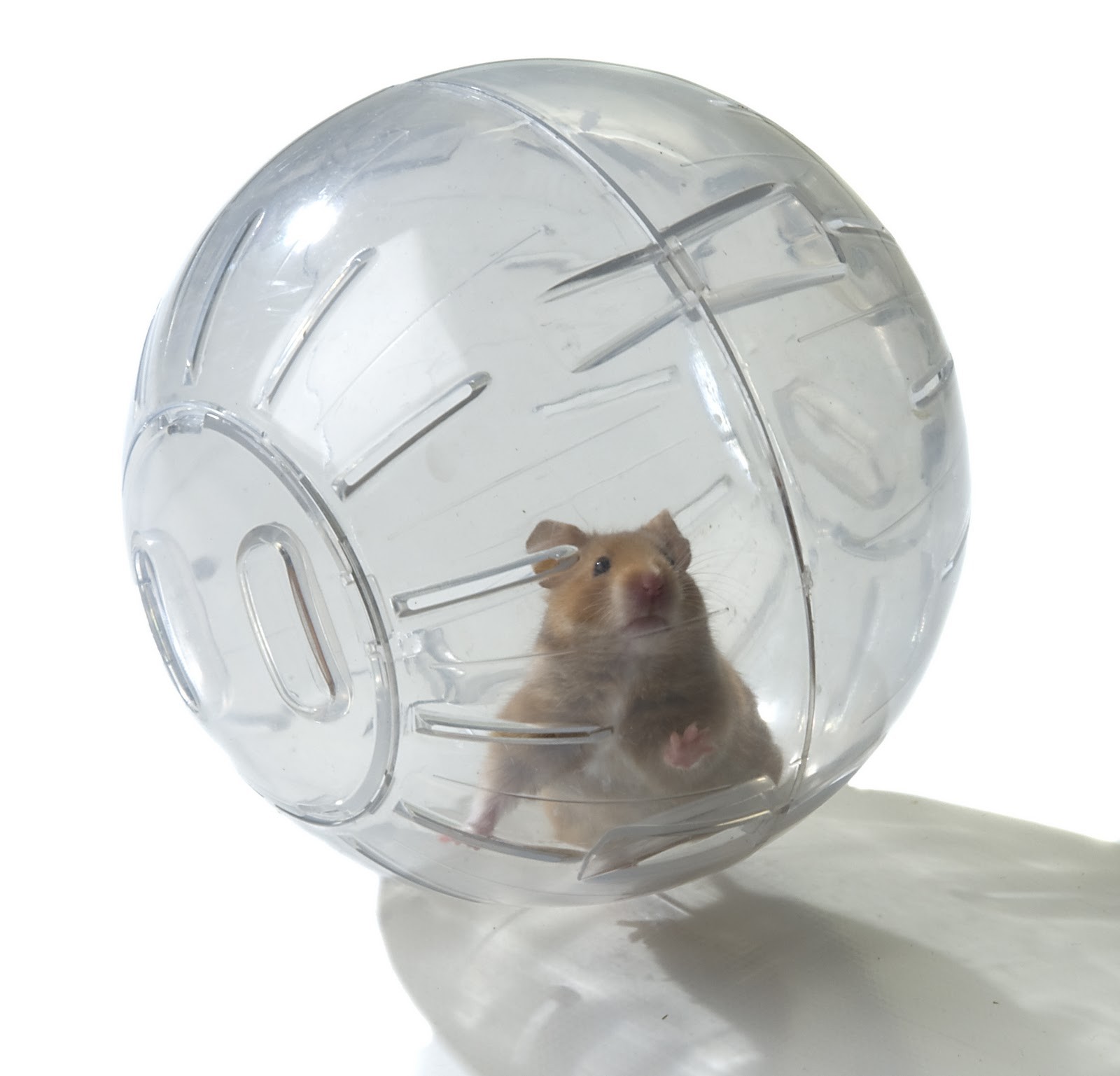 Bola para Hamster