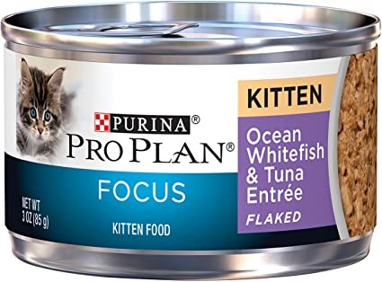 Purina focus kitten chicken and liver Lata