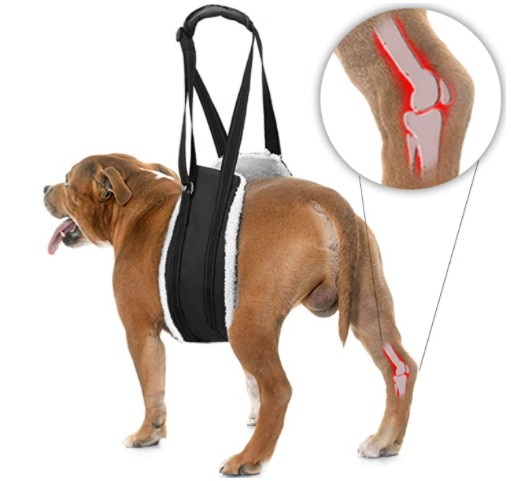 Bolux- Arnés de evaluación patas traseras