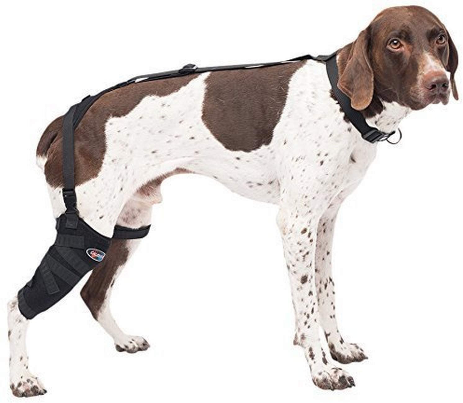 Caldera Pet Therapy Short Stifle Wrap con gel M