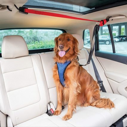 PetSafe Dog Zipline