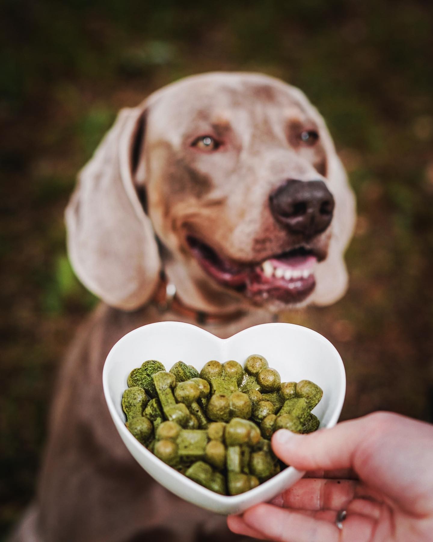 Natural Pets Helados de Tripa Verde 8 unidades