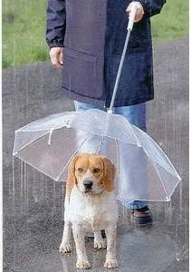 Sombrilla transparente para Mascotas