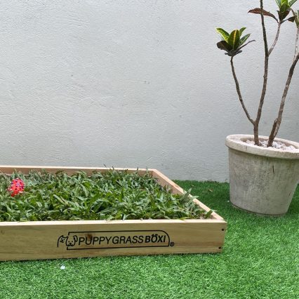 Puppy Grass Boxi Premium Plus