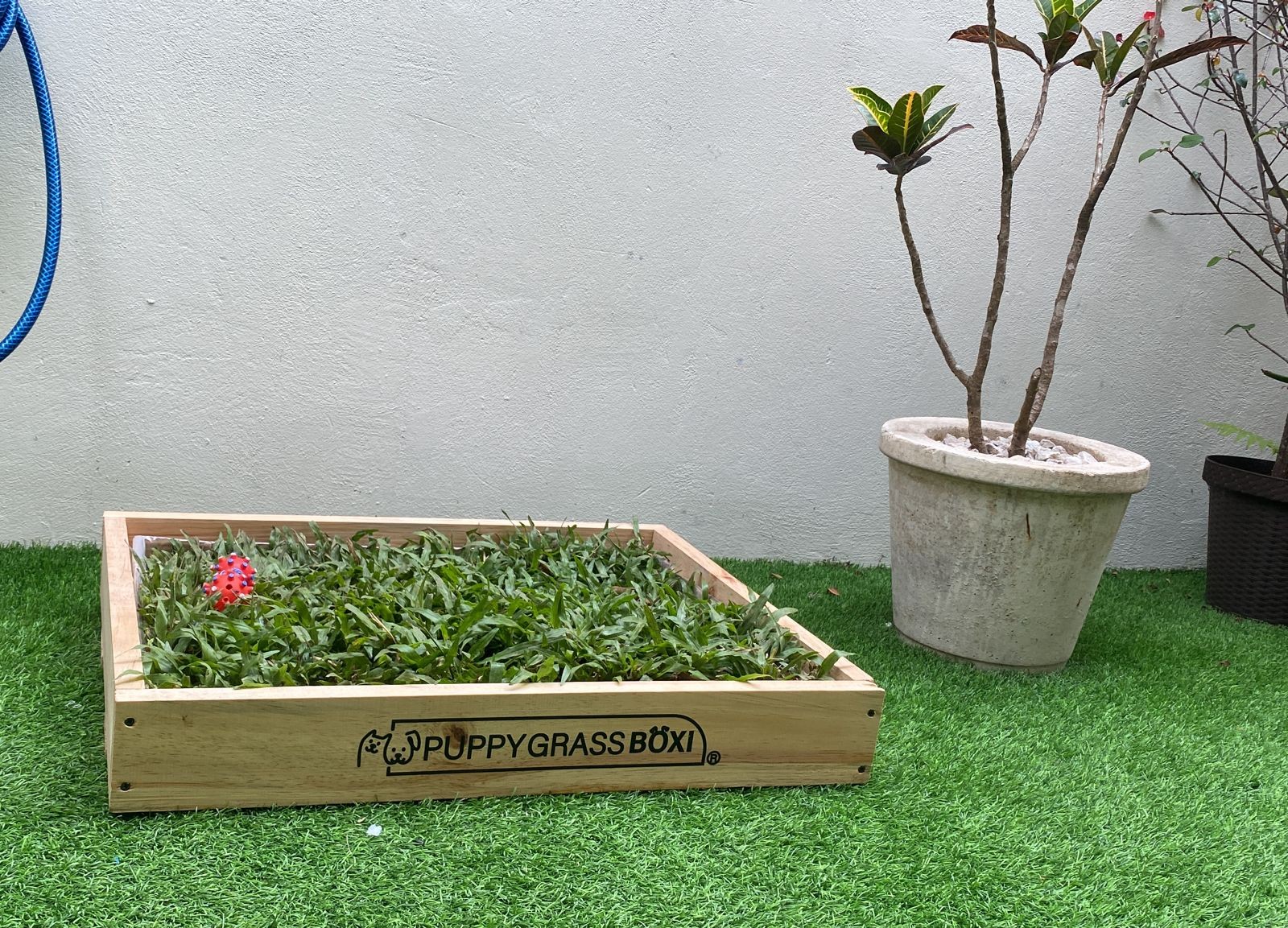 Puppy Grass Boxi Premium Plus