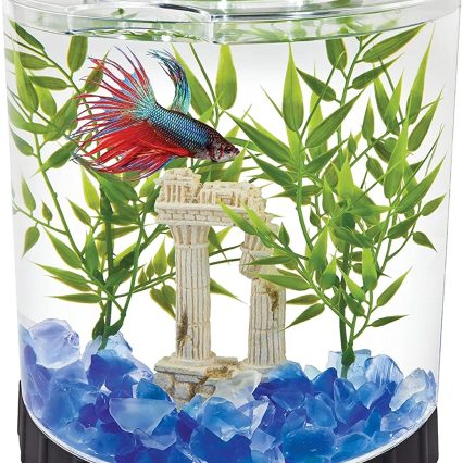 Acuario Betta Media Luna