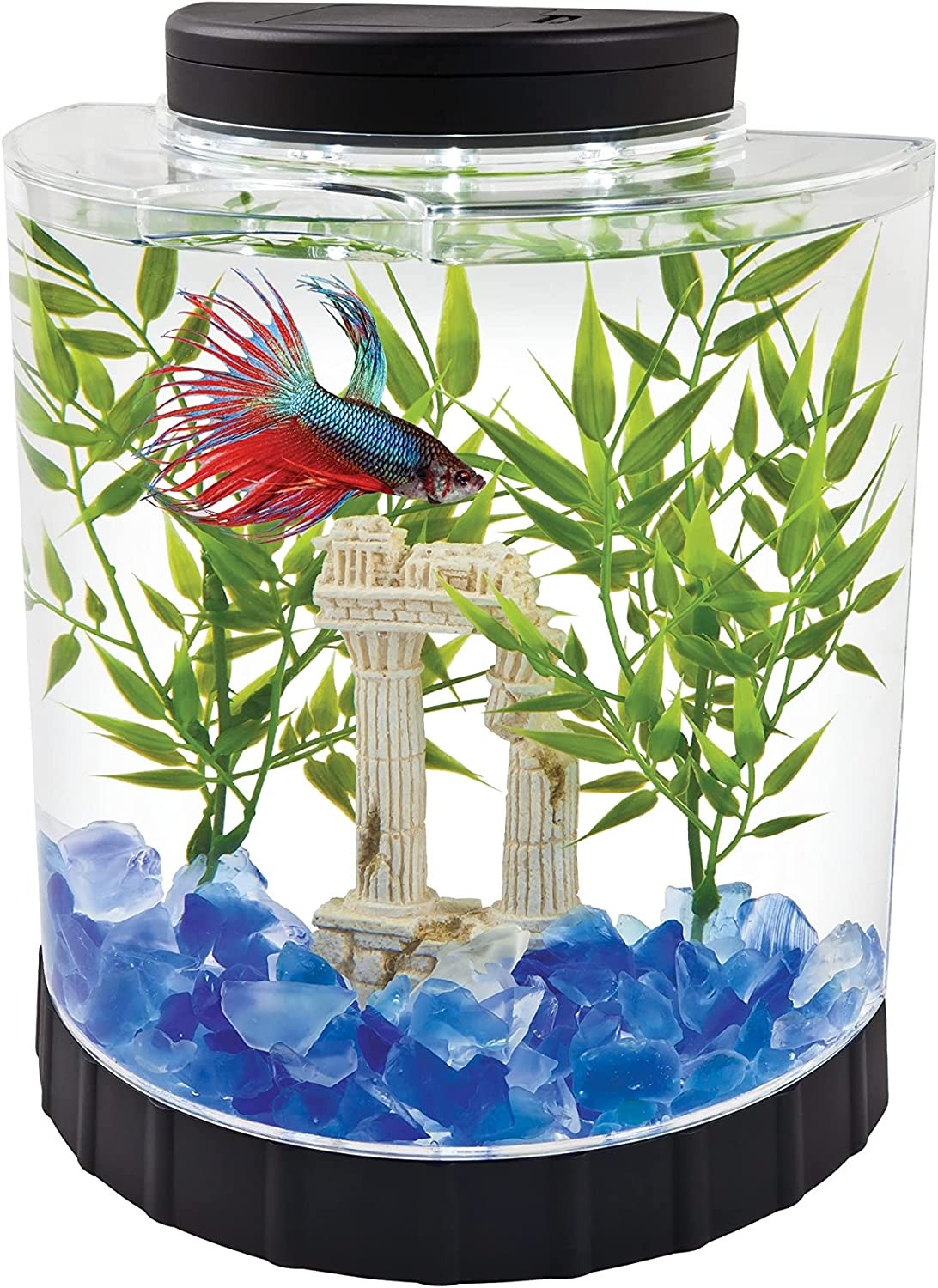 Acuario Betta Media Luna