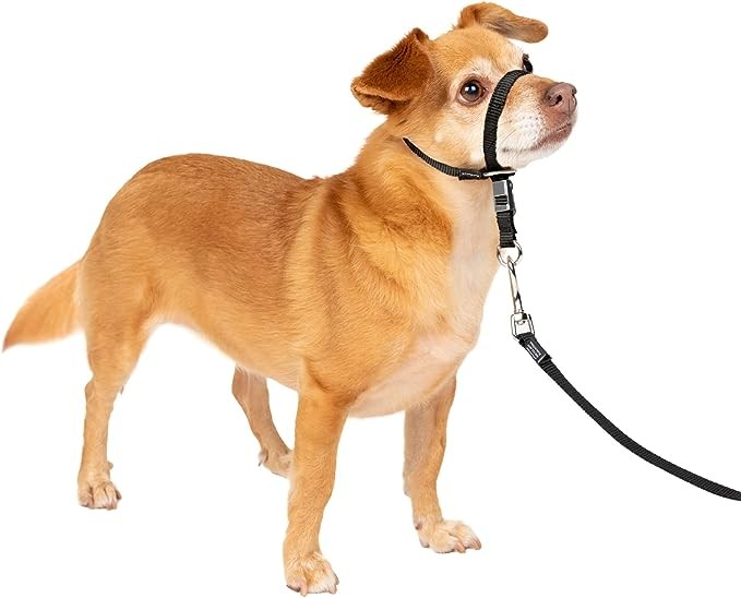 Collar suave de conducción con DVD de entrenamiento PetSafe, Negro