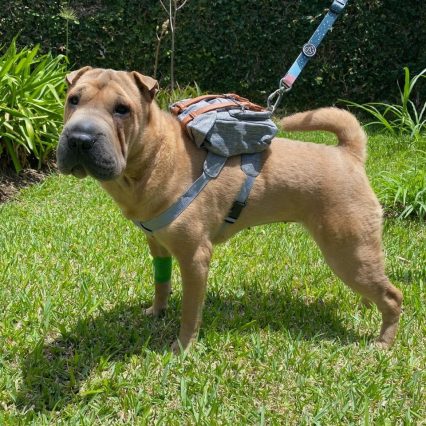 Pechera mochila para perro