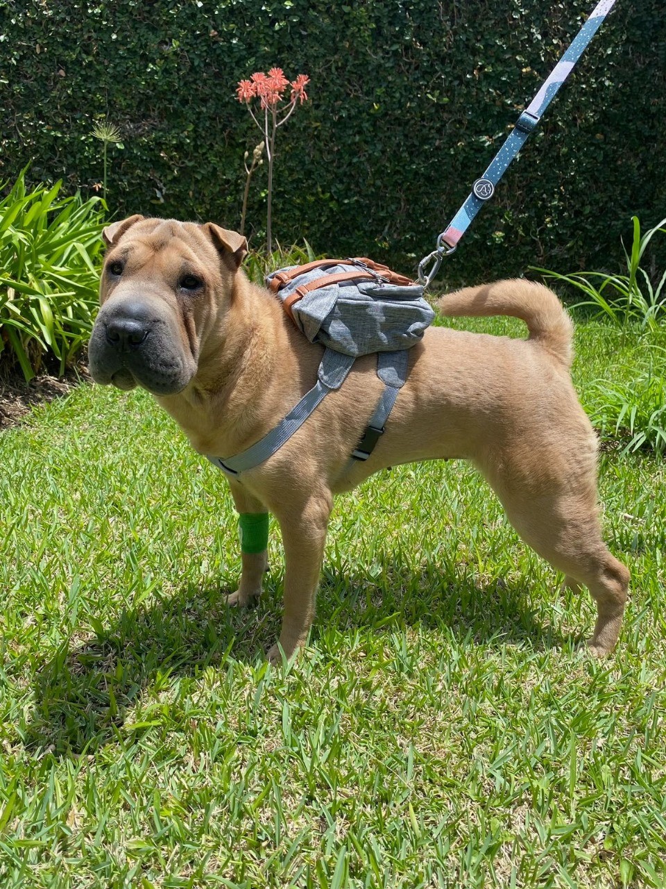 Pechera mochila para perro