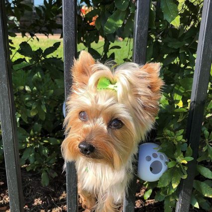 FenceMate Arnés para perro para mantener a tus mascotas en el lado seguro